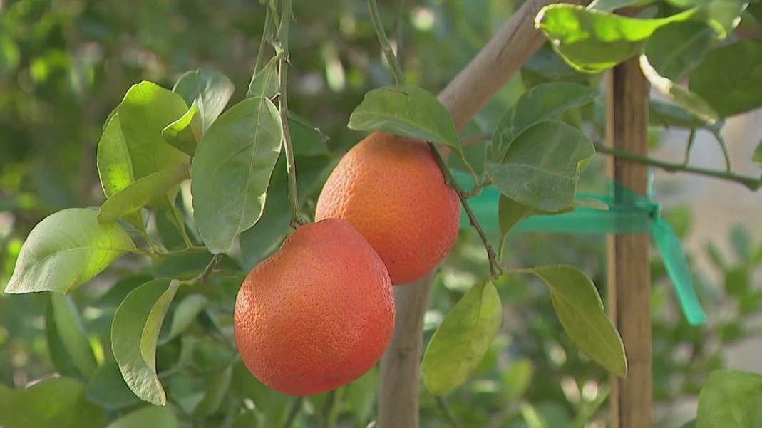 Gardening season starts in the Valley