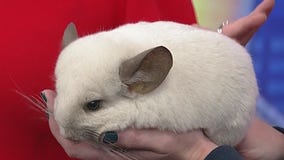 Zoo Atlanta offering holiday-season specials