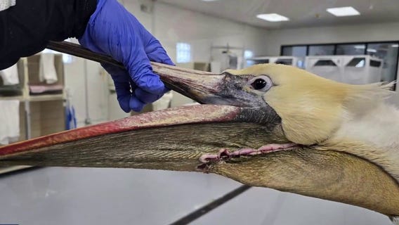 Pelican recovering after apparent neck slashing