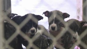 Canine parvo-virus infects Baytown puppy