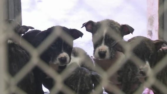 Canine parvo-virus infects Baytown puppy