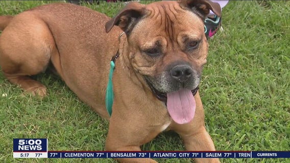 NJ animal rescues are at capacity and seeking volunteers