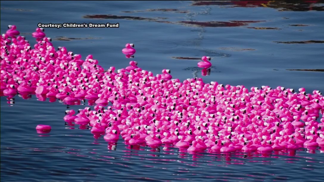 Rubber flamingos race to grant life-changing wishes for kids
