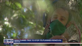 Seattle activist climbs cedar tree 'Luma' in effort to keep it from being cut down