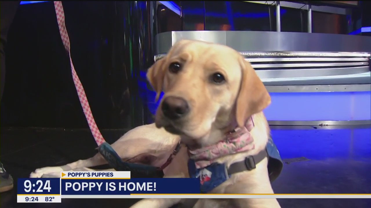Poppy returns to FOX 4 News