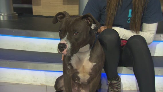Pet Project: Kandi from West LA Animal Shelter