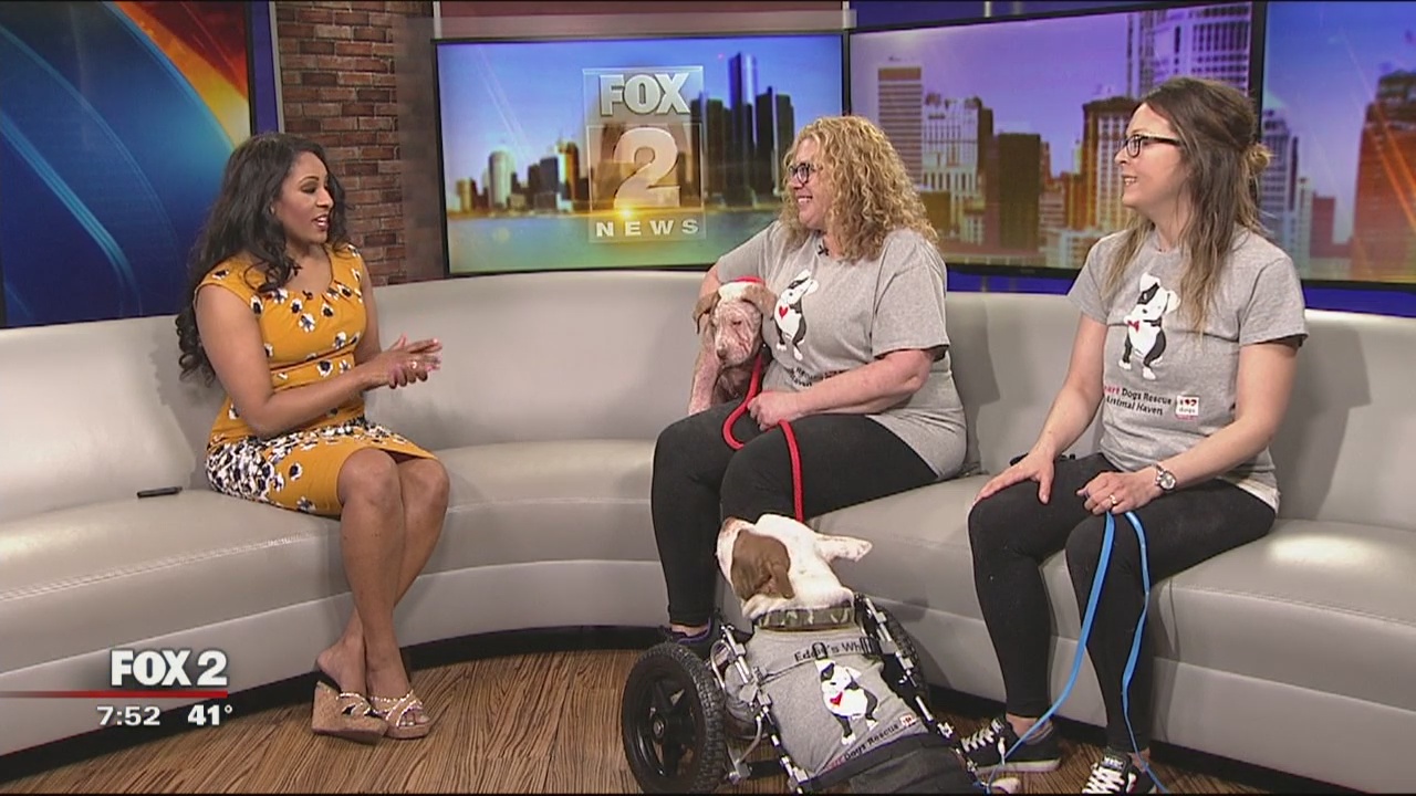 I Heart Dogs Pooches on Parade Gala