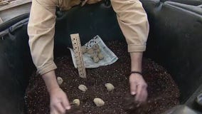 Vegetables you can plant now in Minnesota