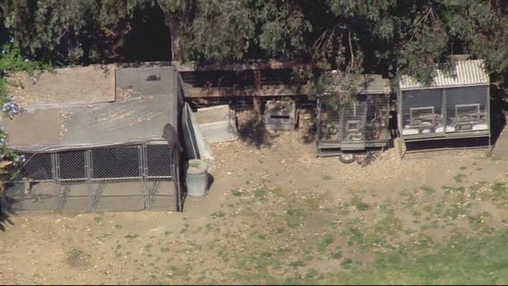 Alligators and snakes seized after search warrants near Thousand Oaks