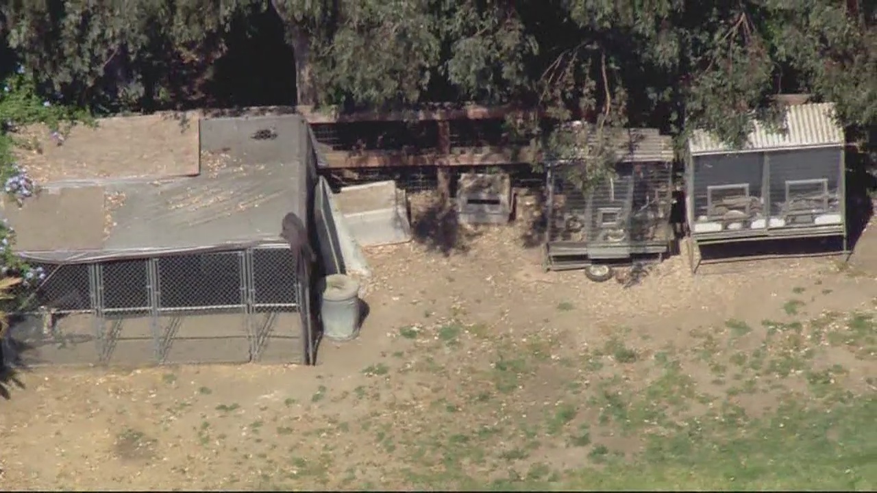 Alligators and snakes seized after search warrants near Thousand Oaks