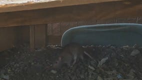 Houston ranked 7th in the country for rats