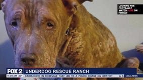 Lori's Stories: Underdog Rescue Ranch