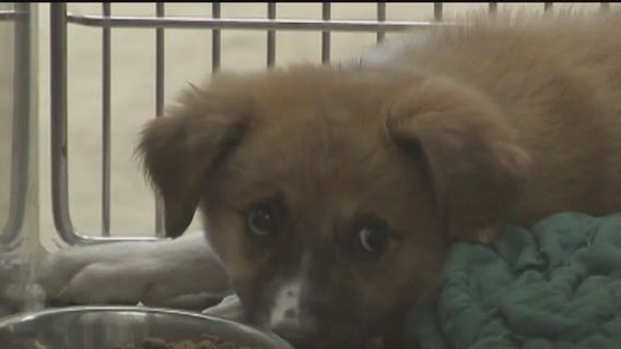 Houston's BARC animal shelter over capacity