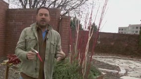 Tips for crafting the perfect holiday planter