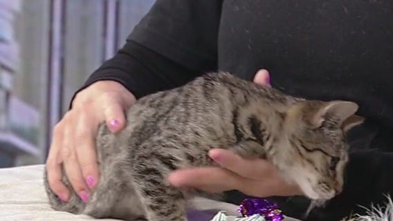 Meet Pinto: Our Pet of the Day