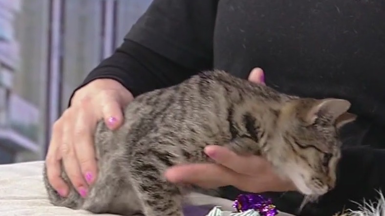 Meet Pinto: Our Pet of the Day