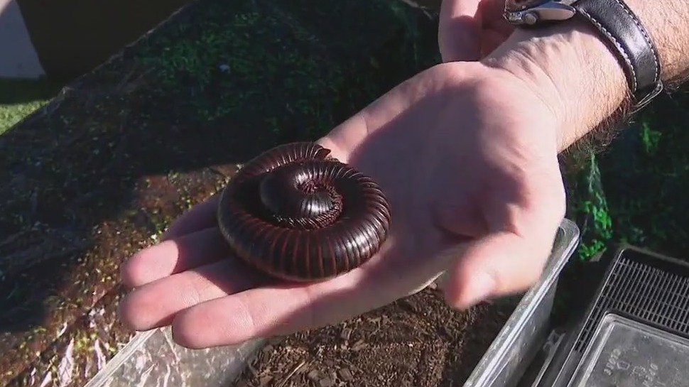 Butterfly Wonderland brings out the creepy crawlies