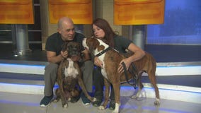 Pet Project: Fred and Ethel from Boxer Rescue LA