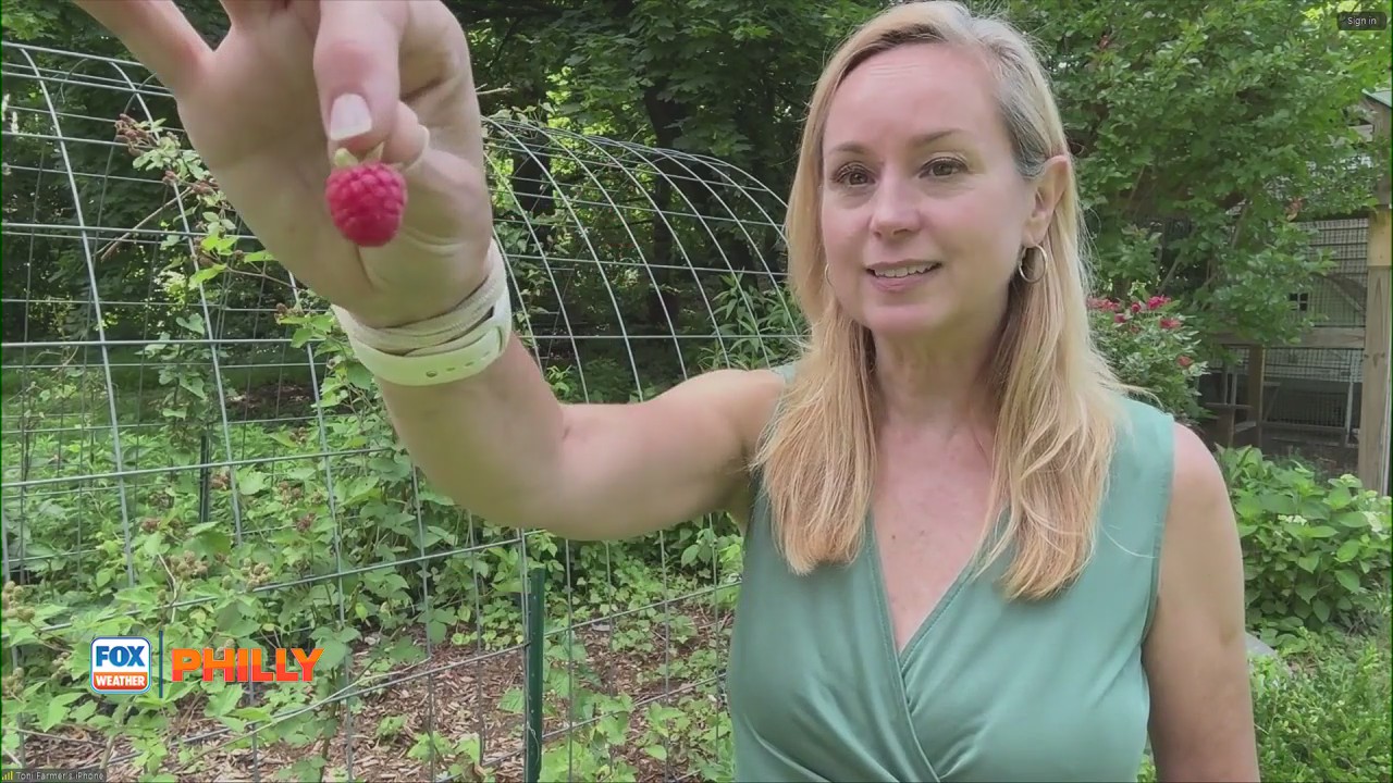 Growing berries | Tuesdays with Toni