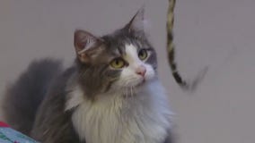 Adopt Hulk Smoosh at APA!