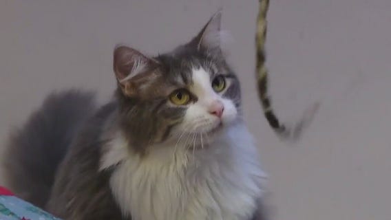 Adopt Hulk Smoosh at APA!