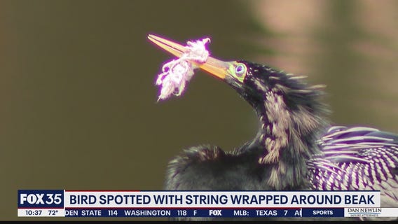 FOX 35 calls Ahopha Wildlife Rescue to assist bird with string around beak