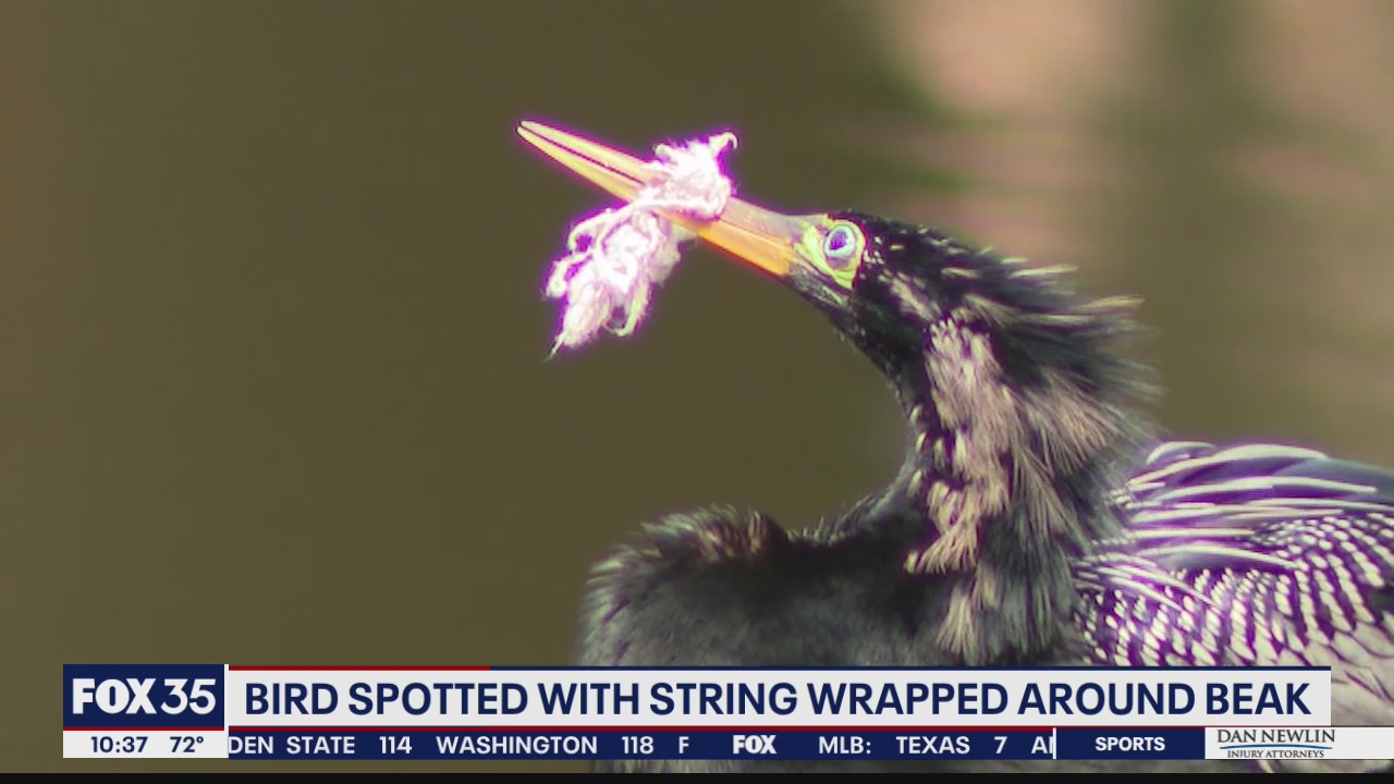 FOX 35 calls Ahopha Wildlife Rescue to assist bird with string around beak