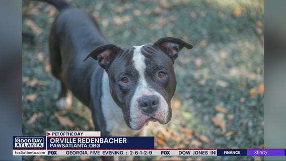 Pet of the Day from PAWS Atalnta