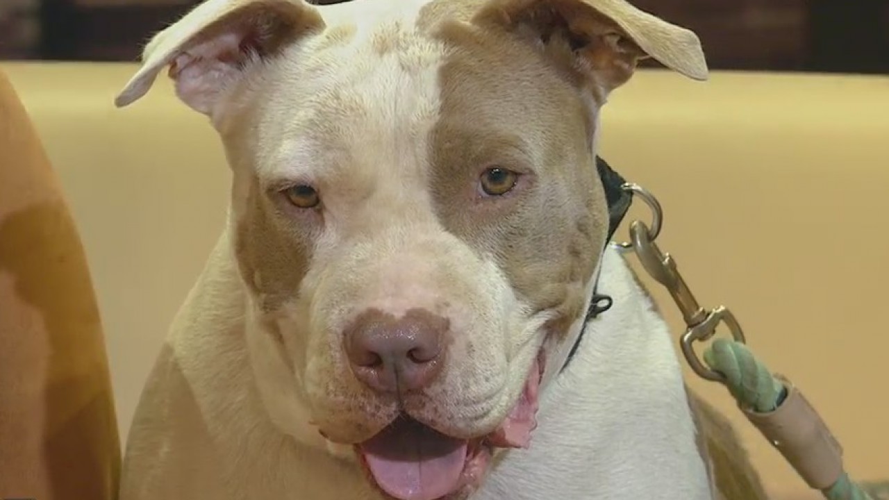 Pet of the Week: Misterio