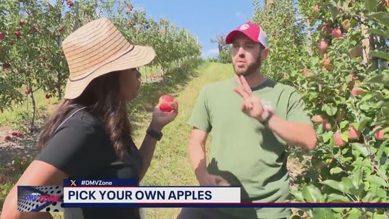 Pick your own apples