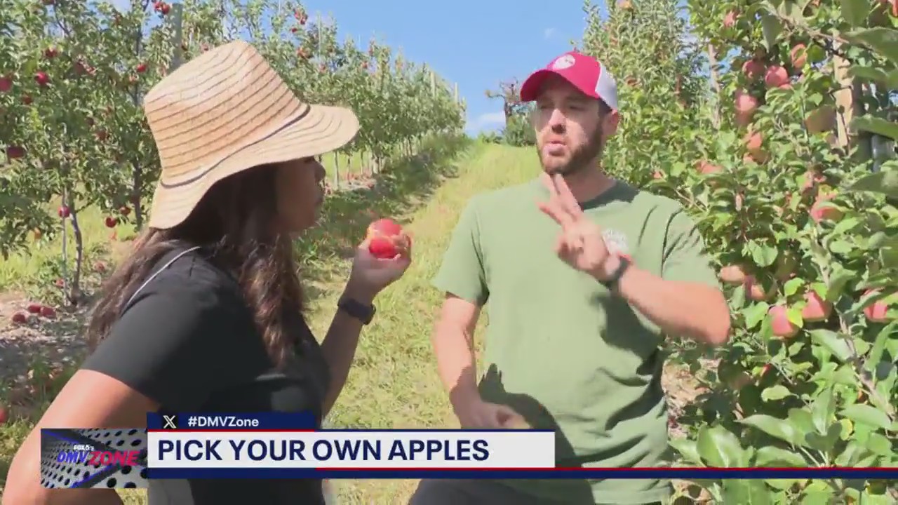 Pick your own apples