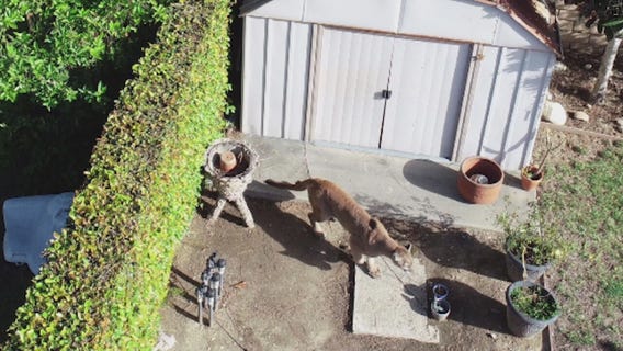 Mountain lion spotted, caught in Azusa