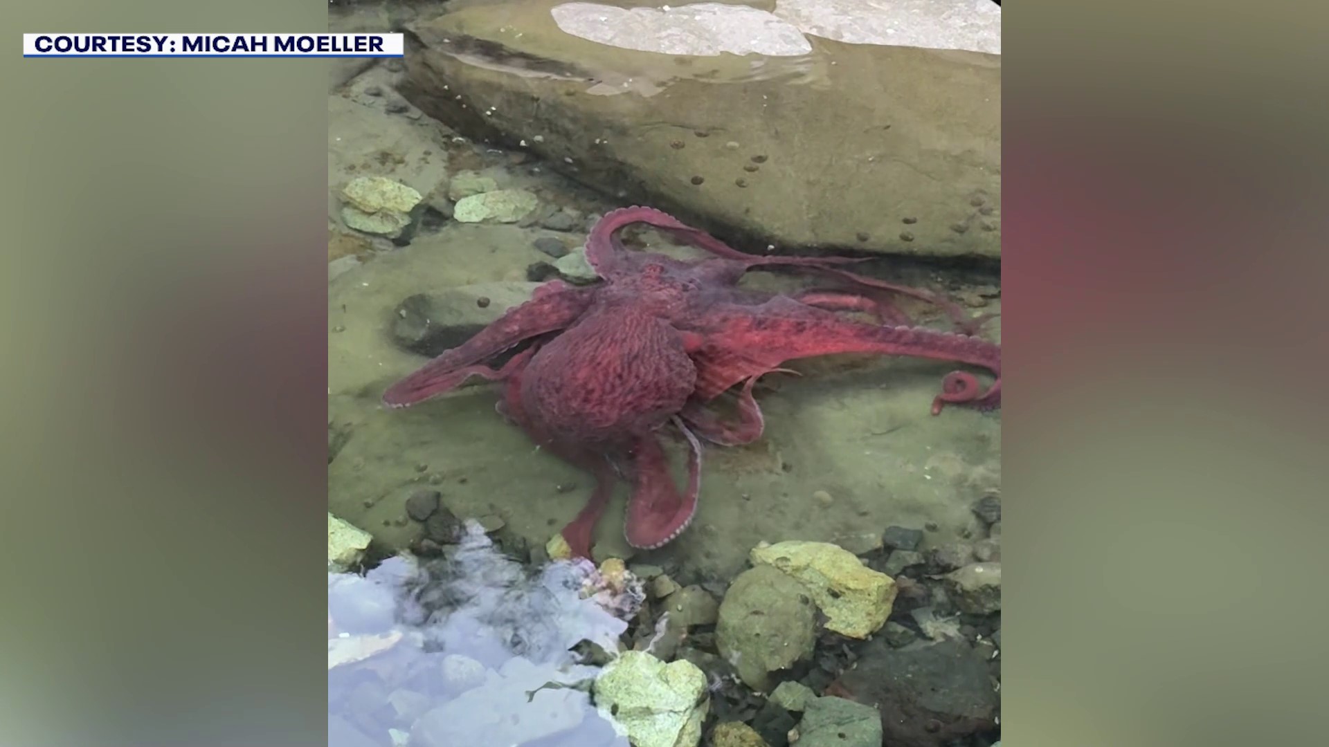 Giant pacific octopus found in Bellingham tidepool