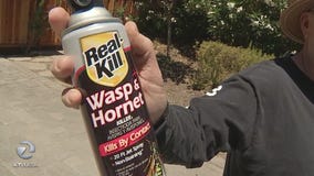 Wasps, yellow jackets breeding more than usual due to extreme weather