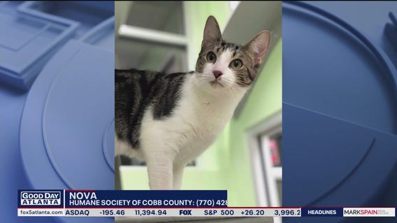 Pet of the Day from the Humane Society of Cobb County