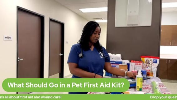 The Pet Pawcast - What should go in a first aid kit?