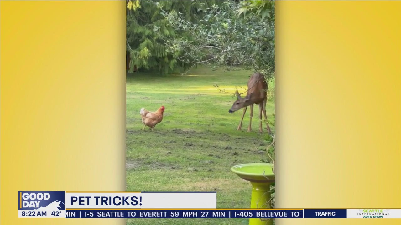 Good Day Pet Tricks for Friday, Nov. 15