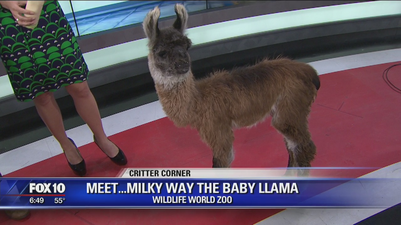 Milky Way the baby Llama enjoys his stay at the Fox 10 studio!