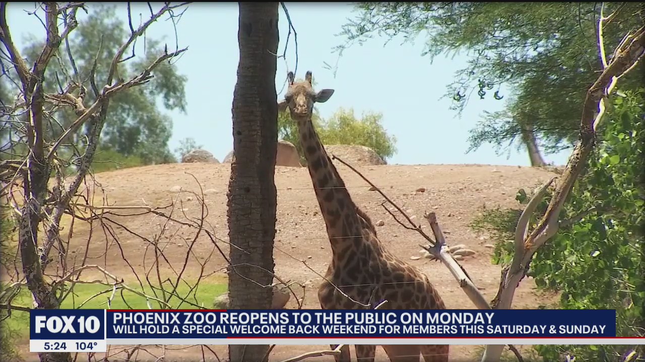 Phoenix Zoo gets ready to reopen to the public