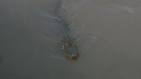 National Alligator Day: A trip to Crocodile Encounter in Angleton, Texas