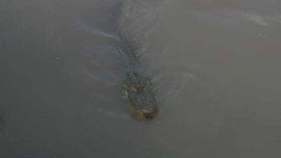 National Alligator Day: A trip to Crocodile Encounter in Angleton, Texas