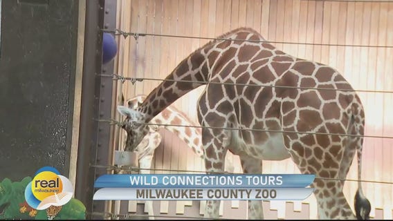 Wild Connections Tours during Wild Lights at the Milwaukee County Zoo