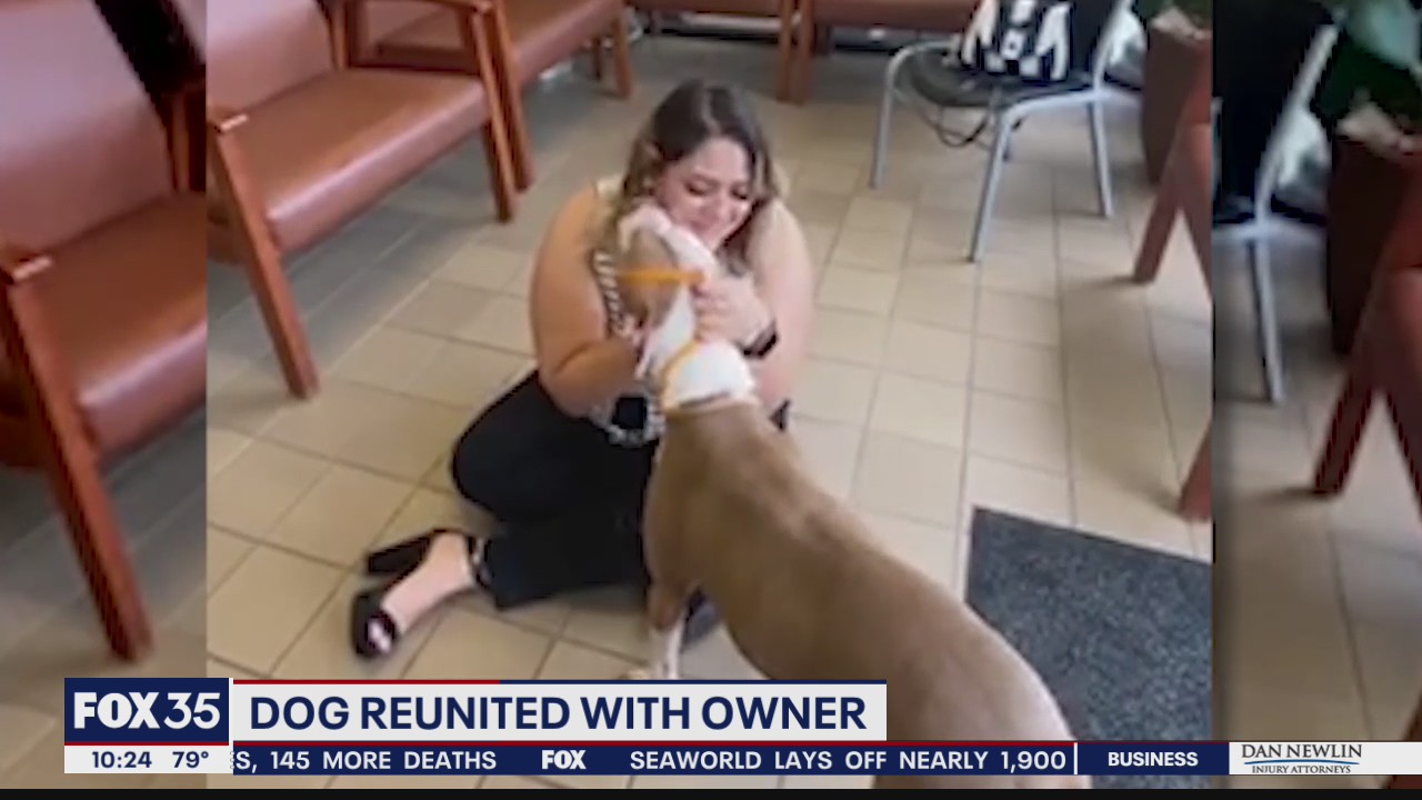 Dog reunited with owner after missing for 3 years