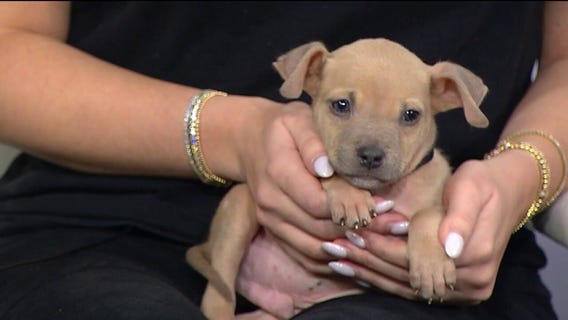 PAWS Chicago spreads holiday cheer with adoptable pets and safety tips
