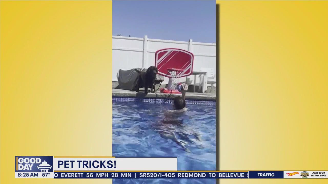 Good Day Pet Tricks for Wednesday, June 26