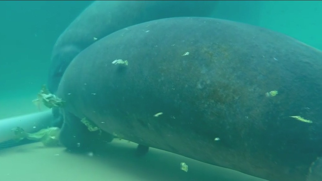 CMA reopens Manatee rehab center