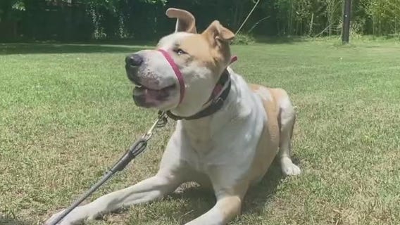Pet of the Weekend: 'Dwayne' at Austin Pets Alive