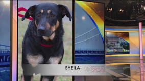 FurEver Home: January 8, 2023