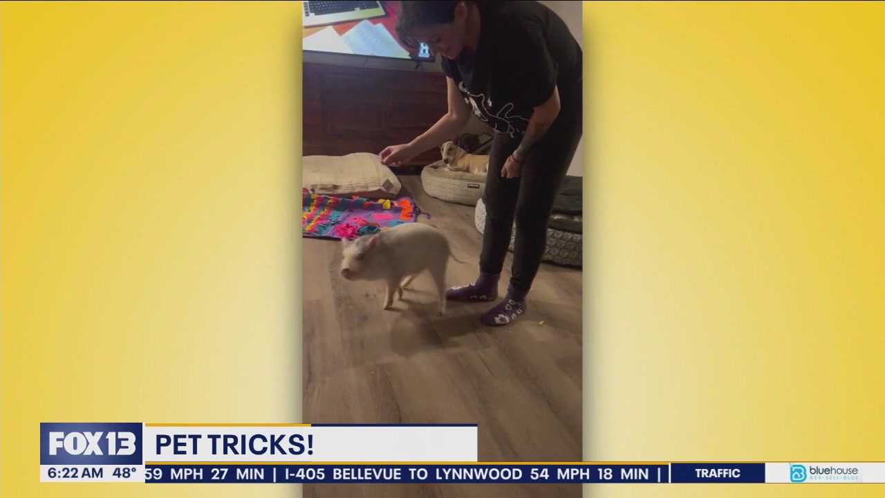 Pet Tricks for Friday, December 20