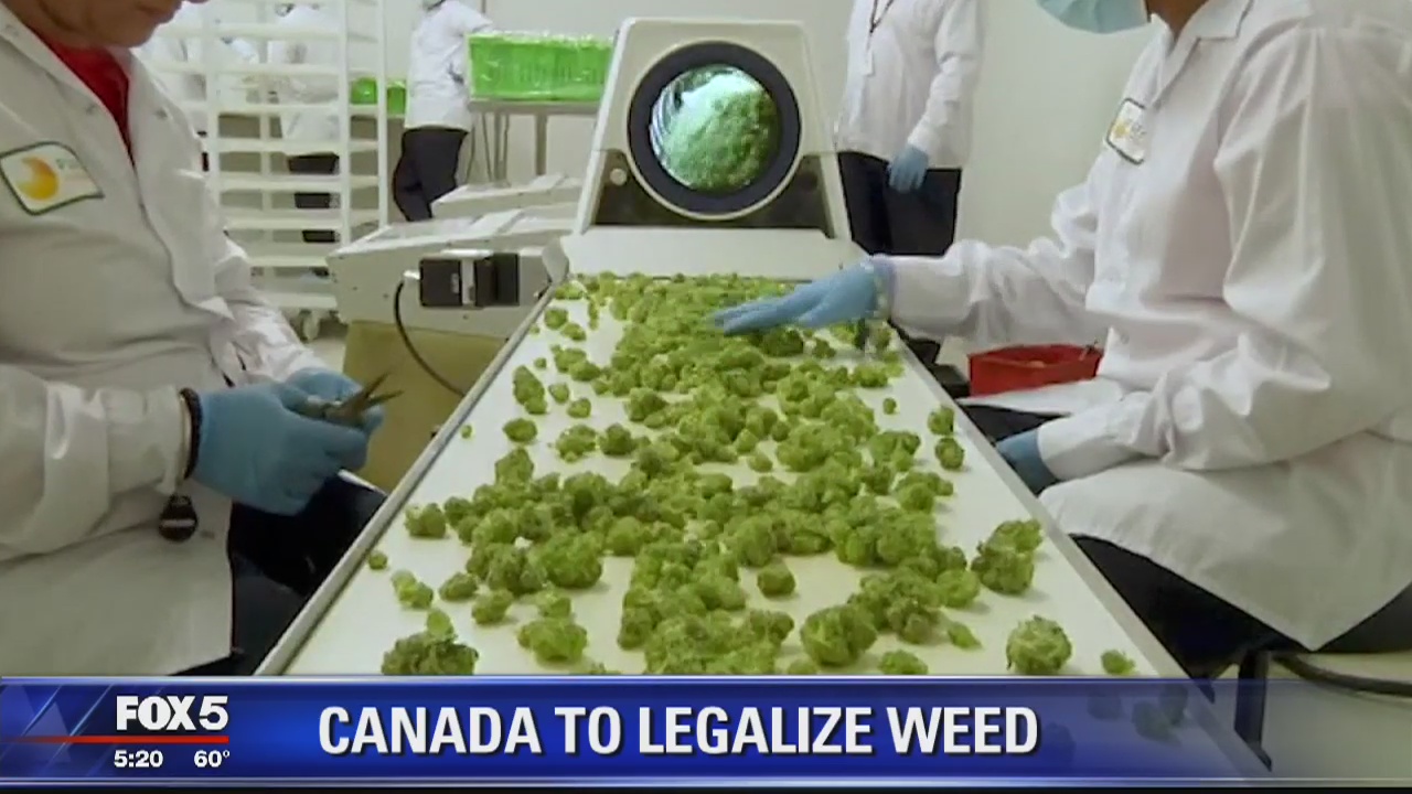 Canada set to legalize marijuana